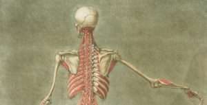 Anatomia del ioga